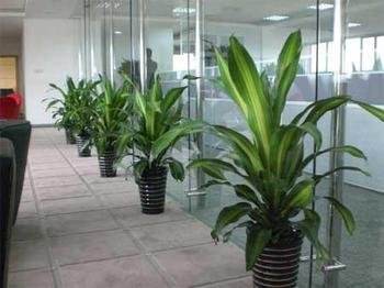 北京總經(jīng)理辦公室綠植該怎樣擺放設計？