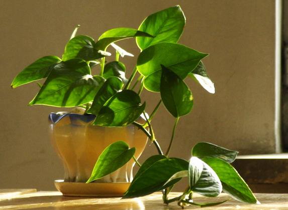 北京辦公室裝修后綠植擺放講究？